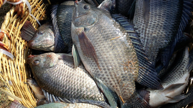 You are currently viewing Những thắc mắc thường gặp quanh việc ăn cá: Ăn sao để tốt cho sức khỏe?
